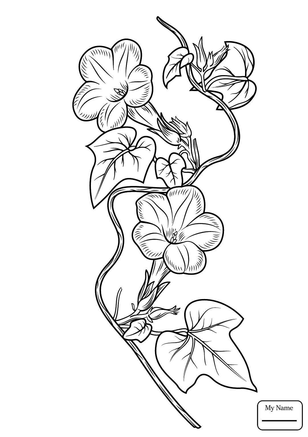 Ivy Leaf Drawing at GetDrawings Free download