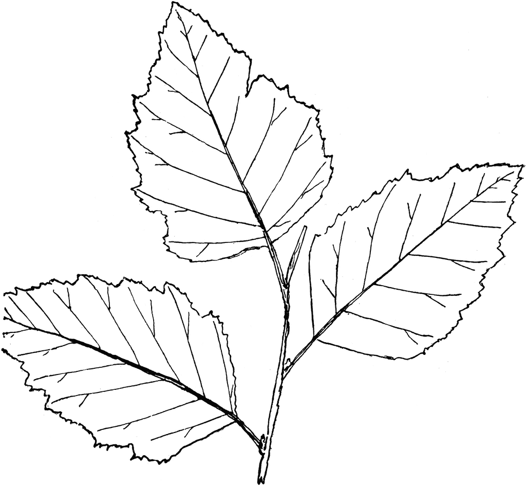 Leaf Drawing Outline at GetDrawings Free download