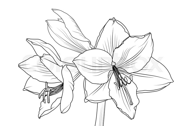 Lilly Flower Drawing at GetDrawings Free download