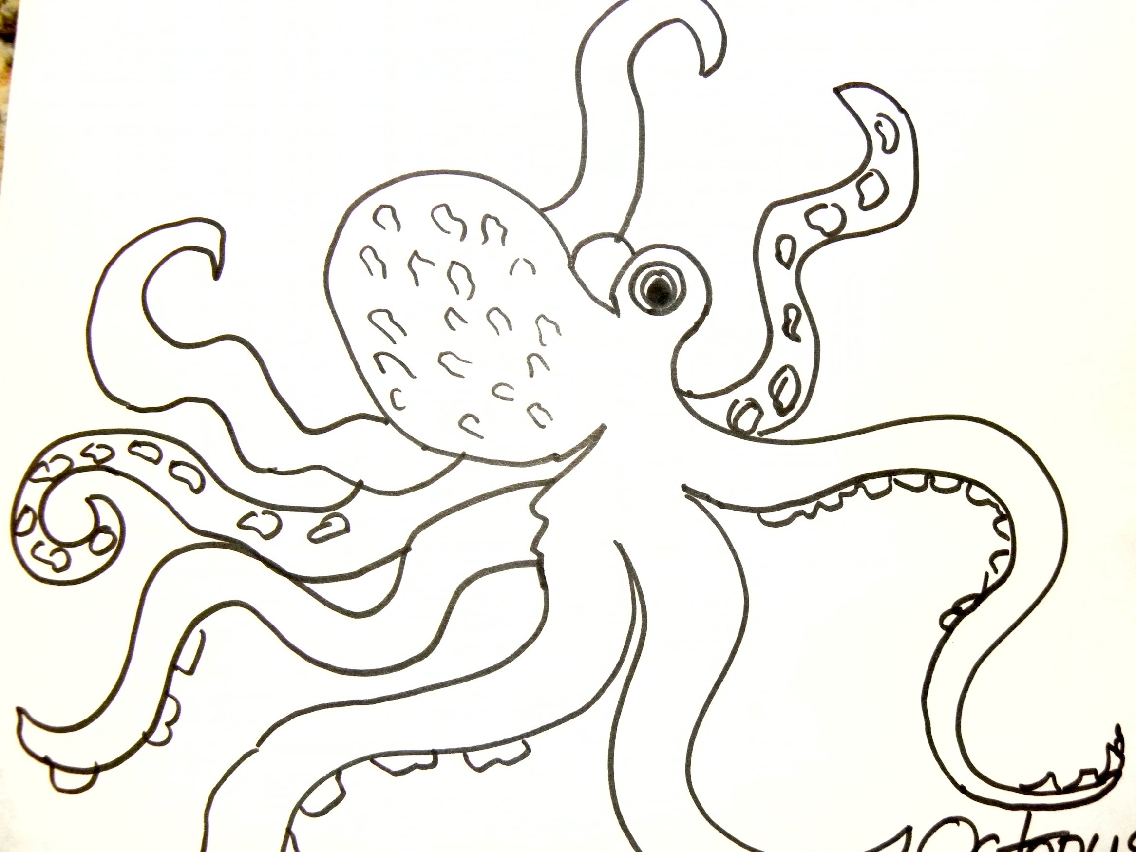 Line Drawing Octopus at GetDrawings Free download