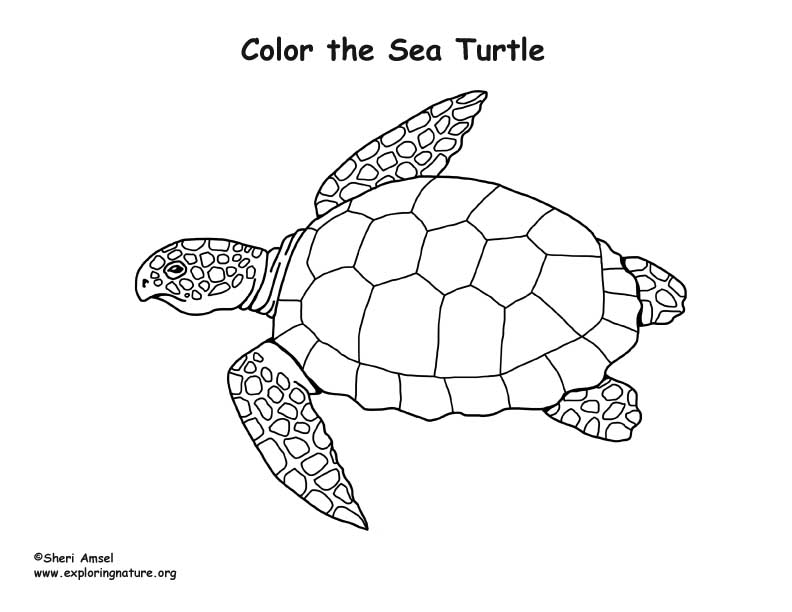 Loggerhead Sea Turtle Drawing at GetDrawings Free download