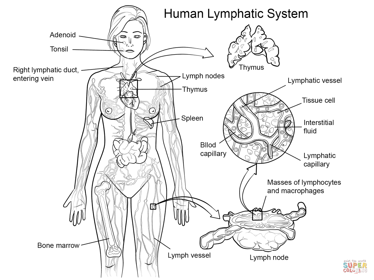 Lymphatic System Drawing at GetDrawings Free download