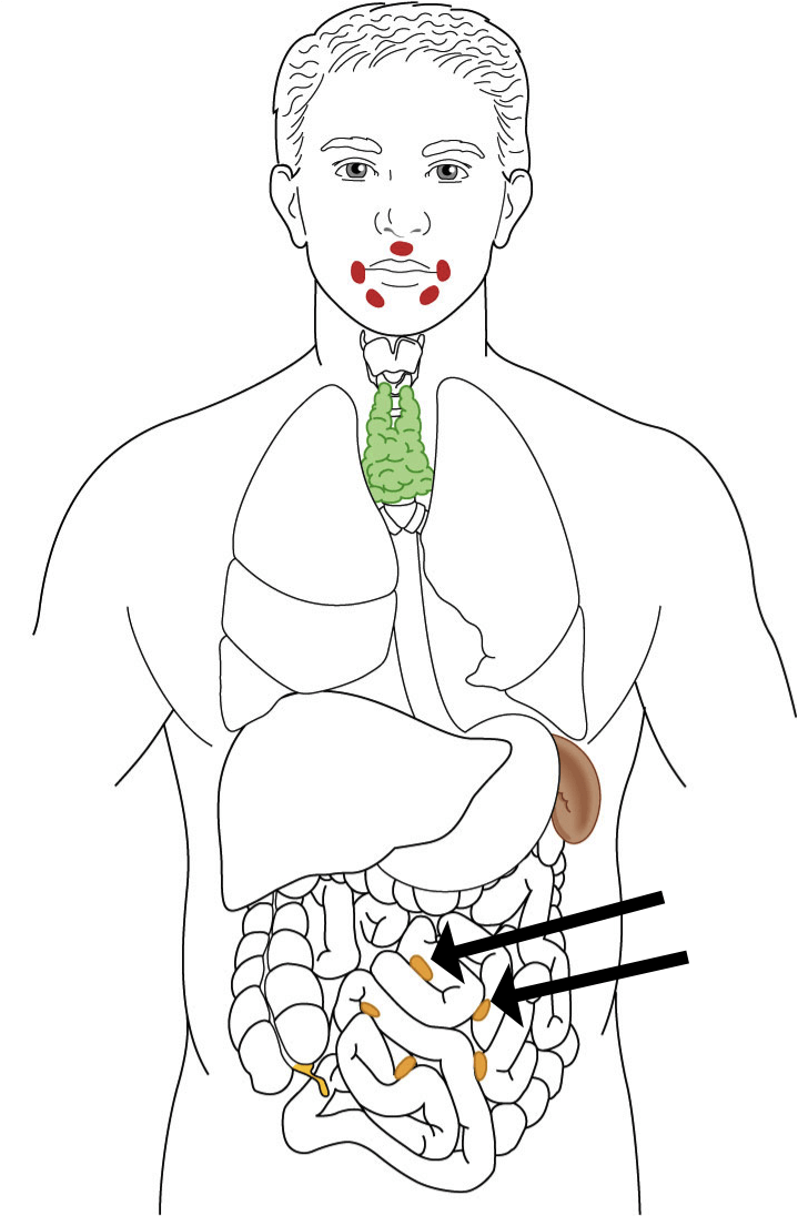 Lymphatic System Drawing at GetDrawings Free download