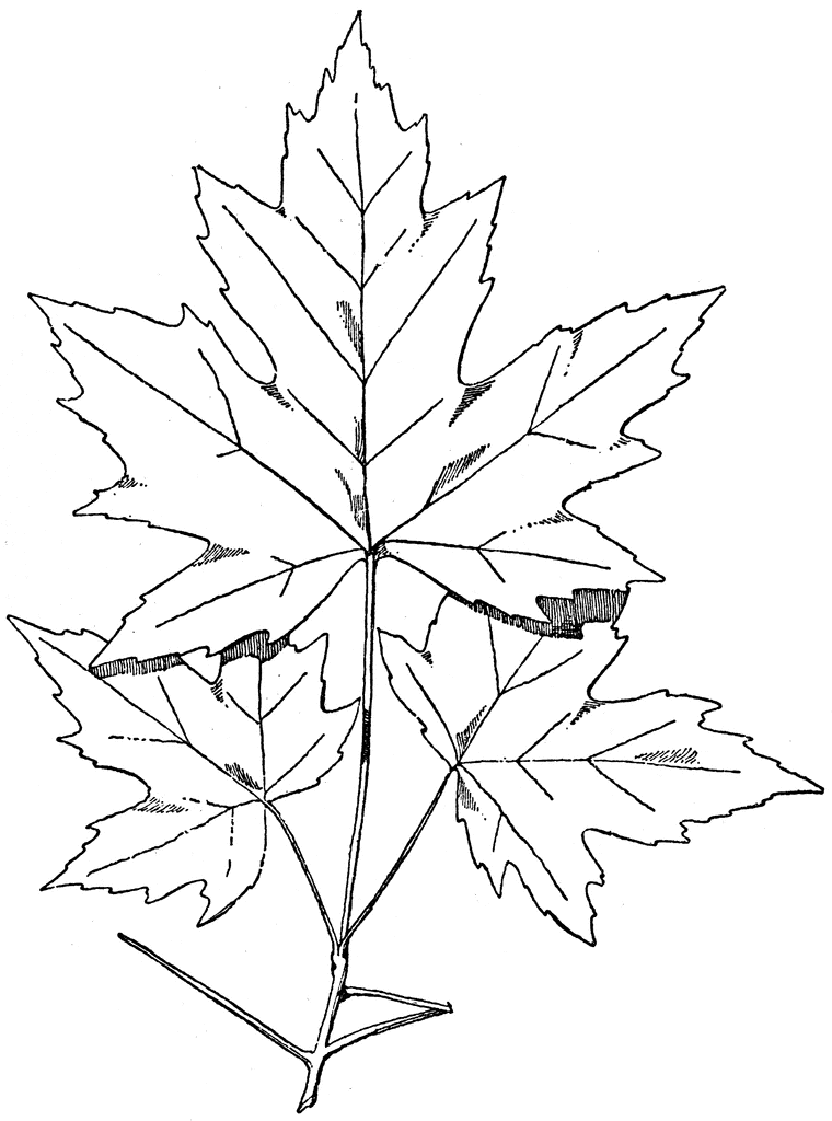 Maple Leaf Line Drawing at GetDrawings Free download