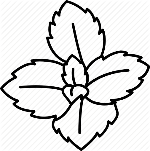 Mint Leaf Drawing at GetDrawings Free download