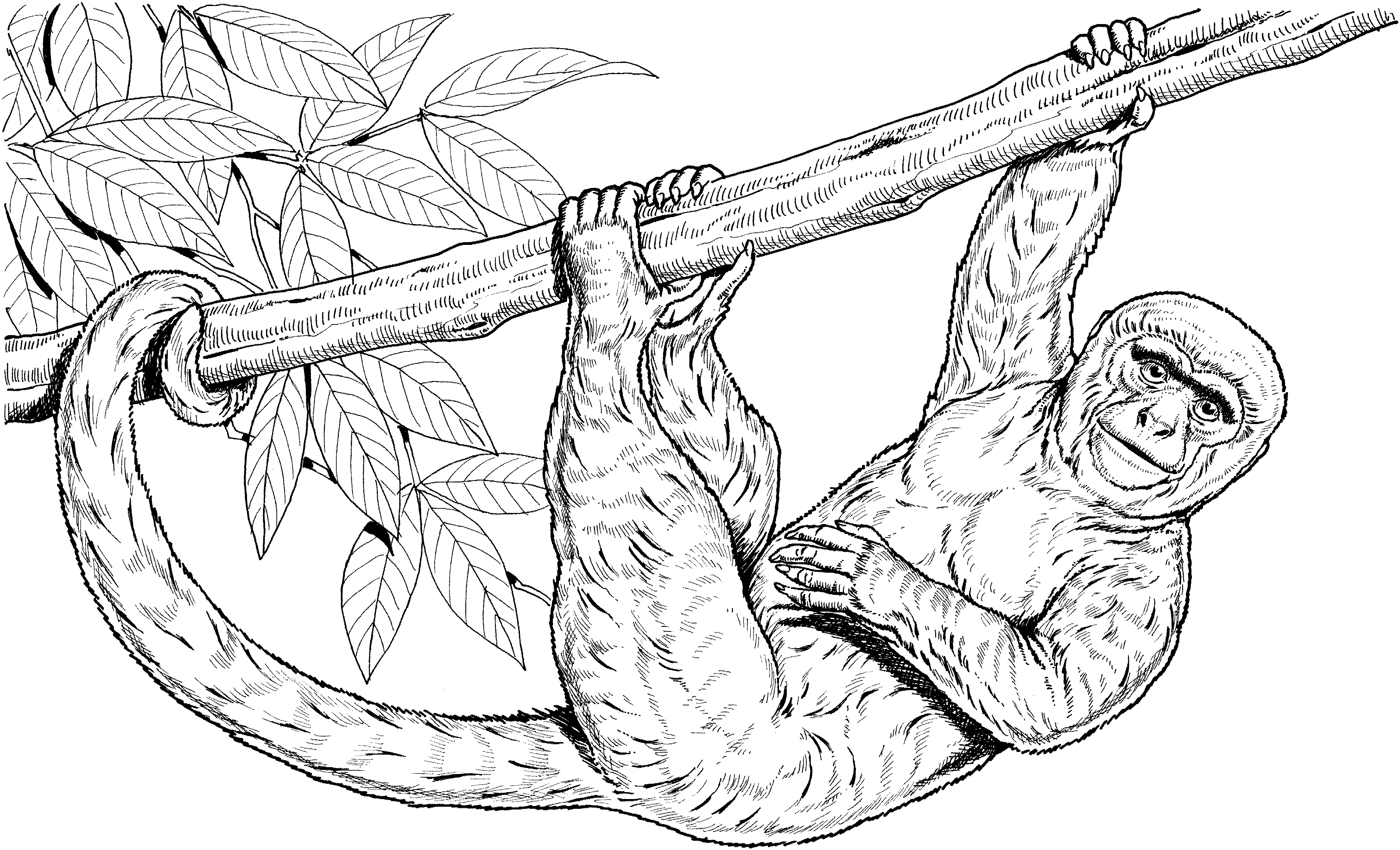 Monkey Hanging From Trees Drawing at GetDrawings Free download