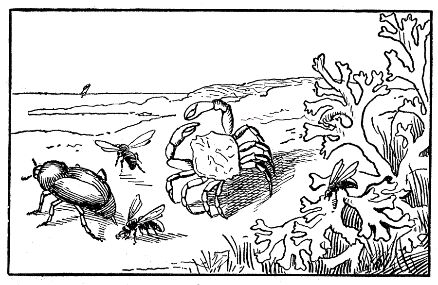 Ecosystems Coloring Sheets Worksheets K12 Workbook
