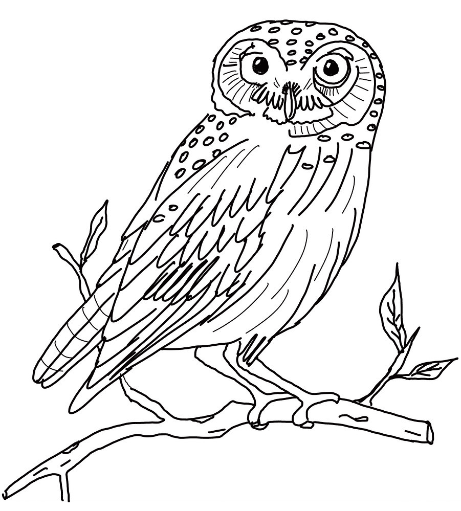 Owl Drawing Step By Step at GetDrawings Free download