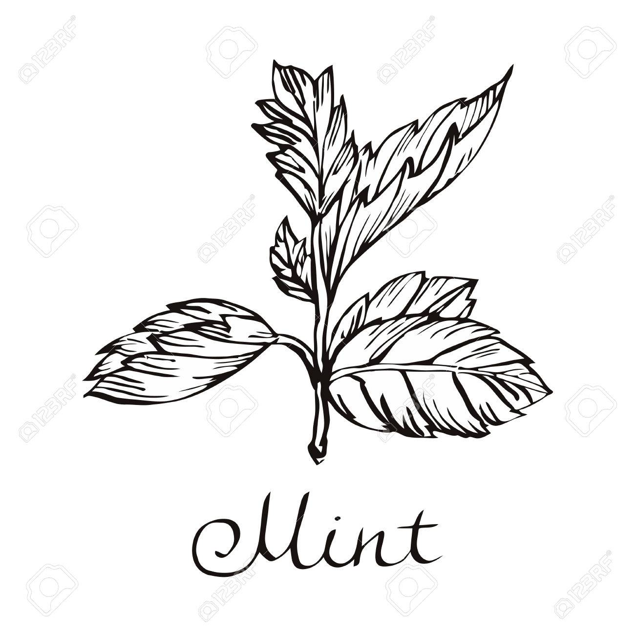 Peppermint Drawing at GetDrawings Free download