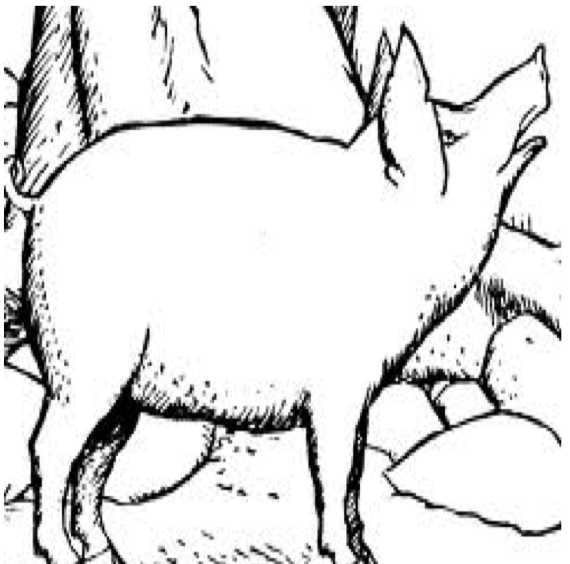 The best free Pork drawing images. Download from 100 free drawings of