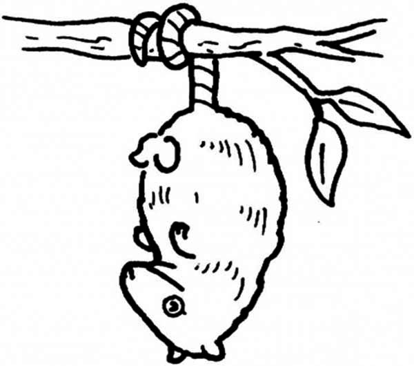 opossum kindergarten worksheet