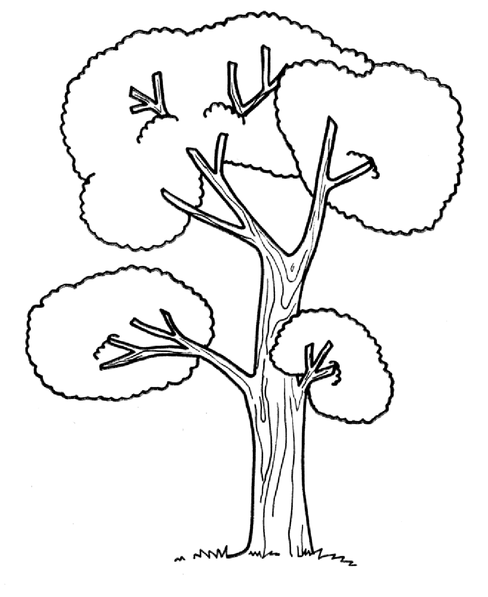 Collection of Rain Forest Trees Coloring Page (36) Clipart Library