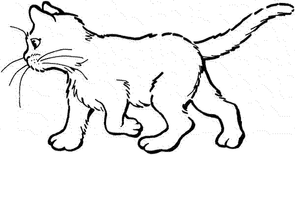 Realistic Cat Drawing at GetDrawings Free download