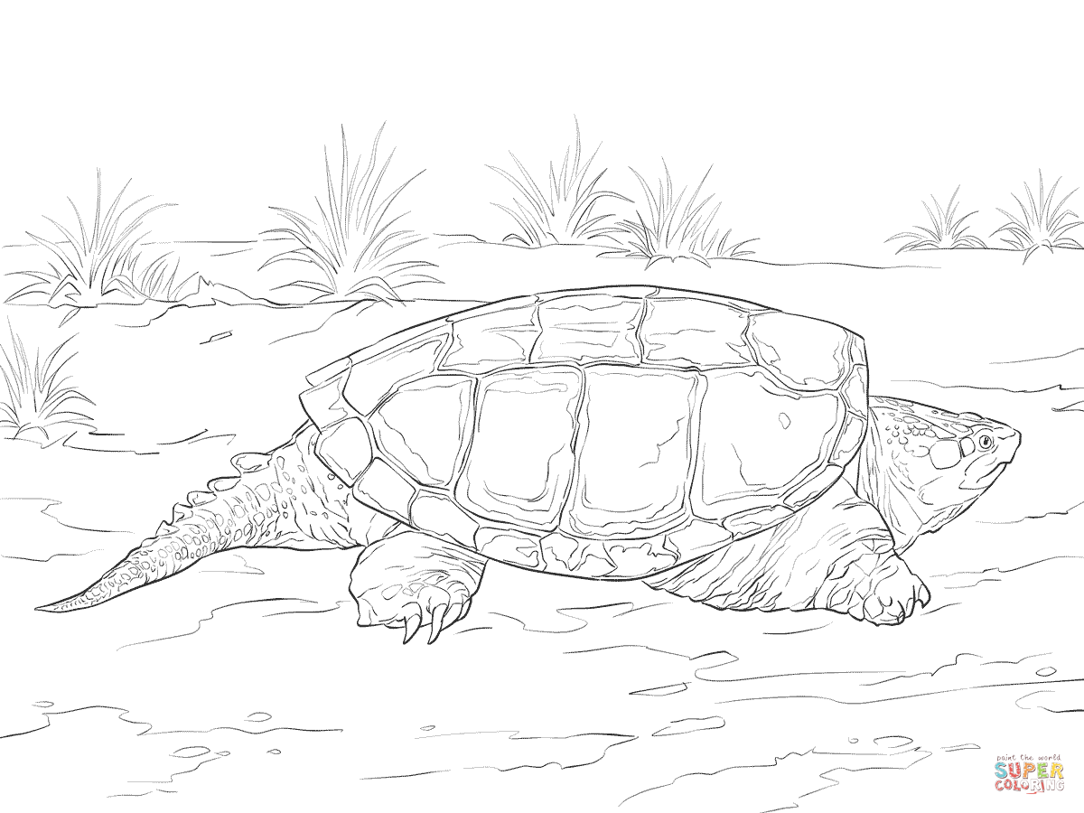 Realistic Turtle Drawing at GetDrawings Free download