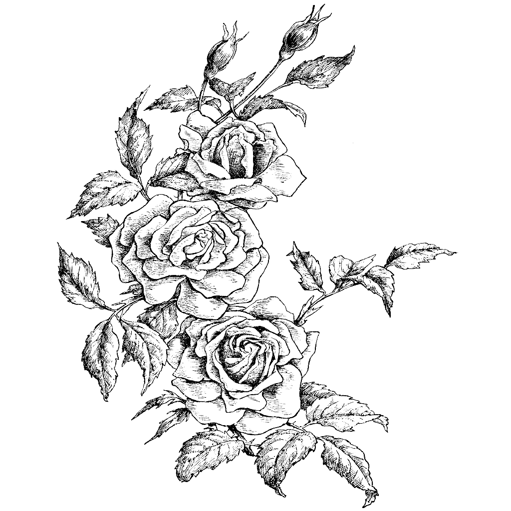 Rose Border Drawing at GetDrawings Free download Rose Border Drawing at GetDrawings Free download
