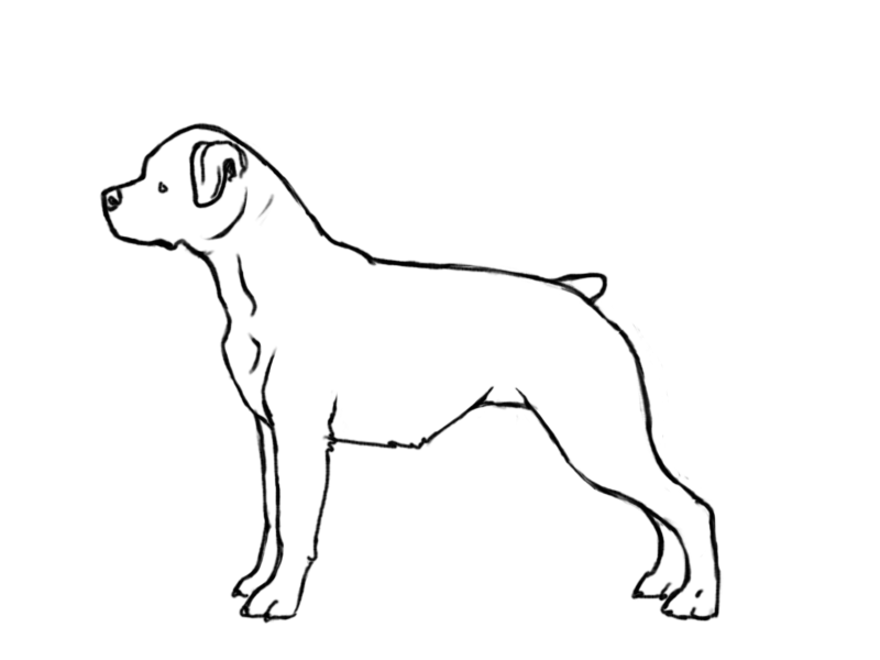 Rottweiler Drawing at GetDrawings Free download