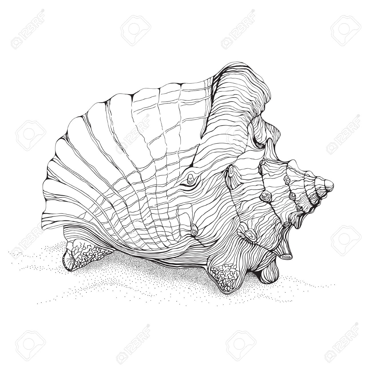 Sea Shell Coloring Page Ultra Coloring Pages