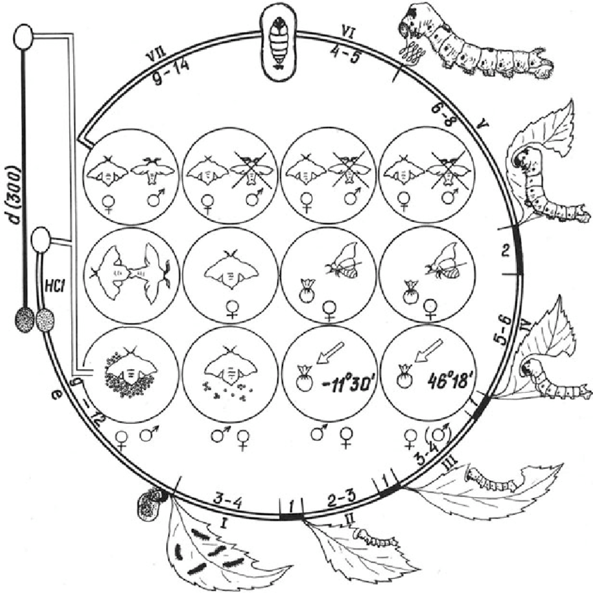 Silkworm Drawing at GetDrawings Free download
