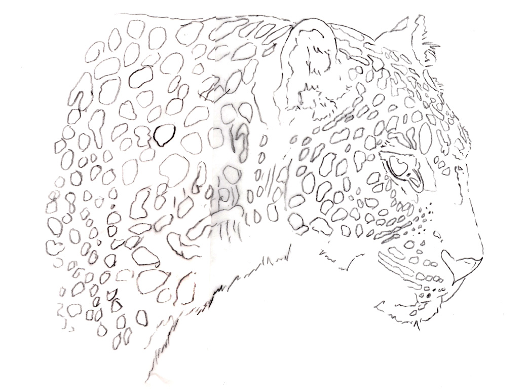 Simple Leopard Drawing at GetDrawings Free download