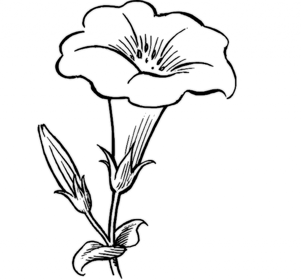 Simple Plant Drawing At Getdrawings Com Free For Personal Use