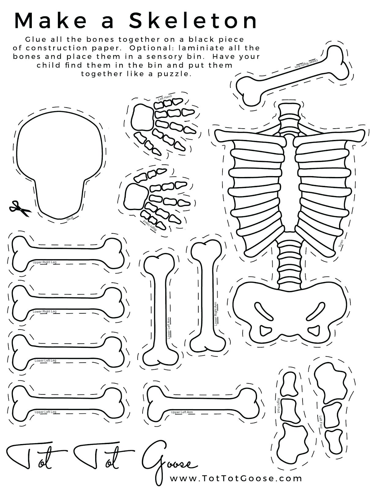 206 Bone List PDF – Human All Bones Name with Picture AIEMD