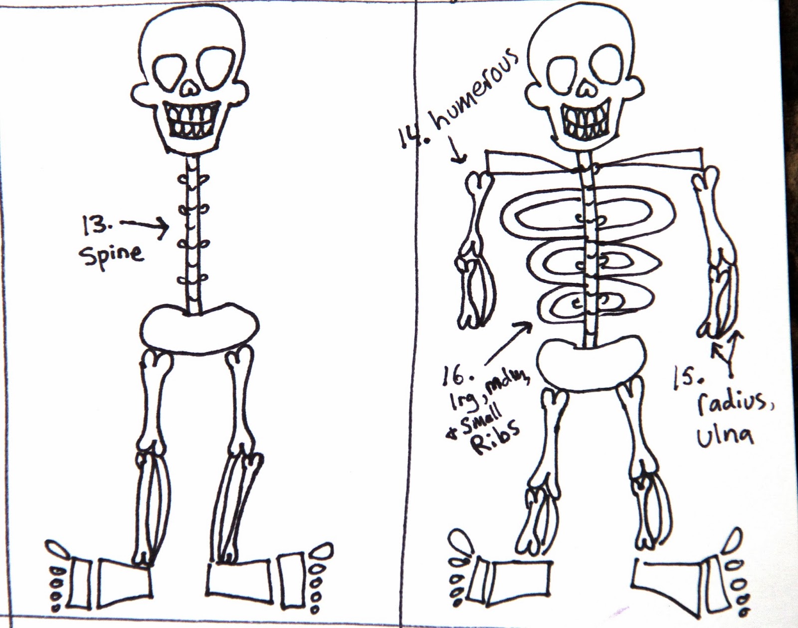 Skeleton Drawing Step By Step at GetDrawings Free download