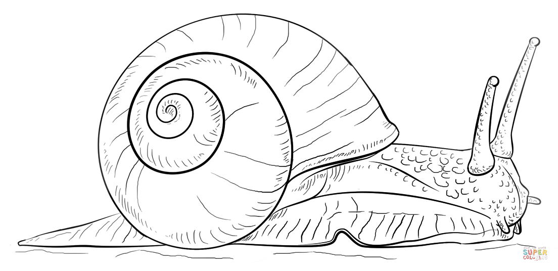 Snails Drawing at GetDrawings Free download