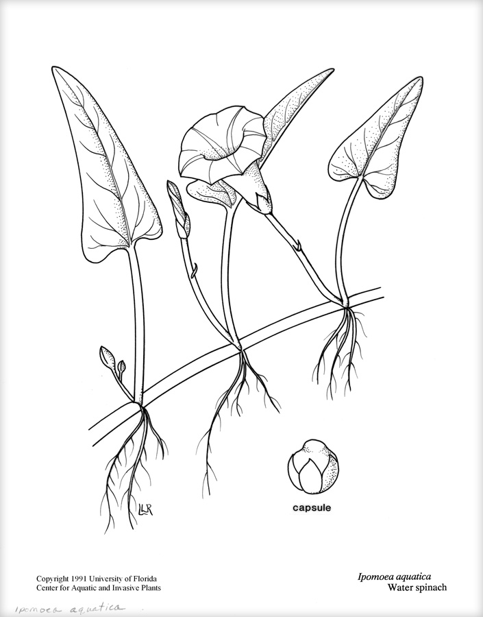 Spinach Drawing at GetDrawings Free download