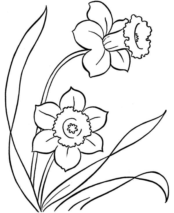 Flowers Sketch Spring Season Drawing guarurec