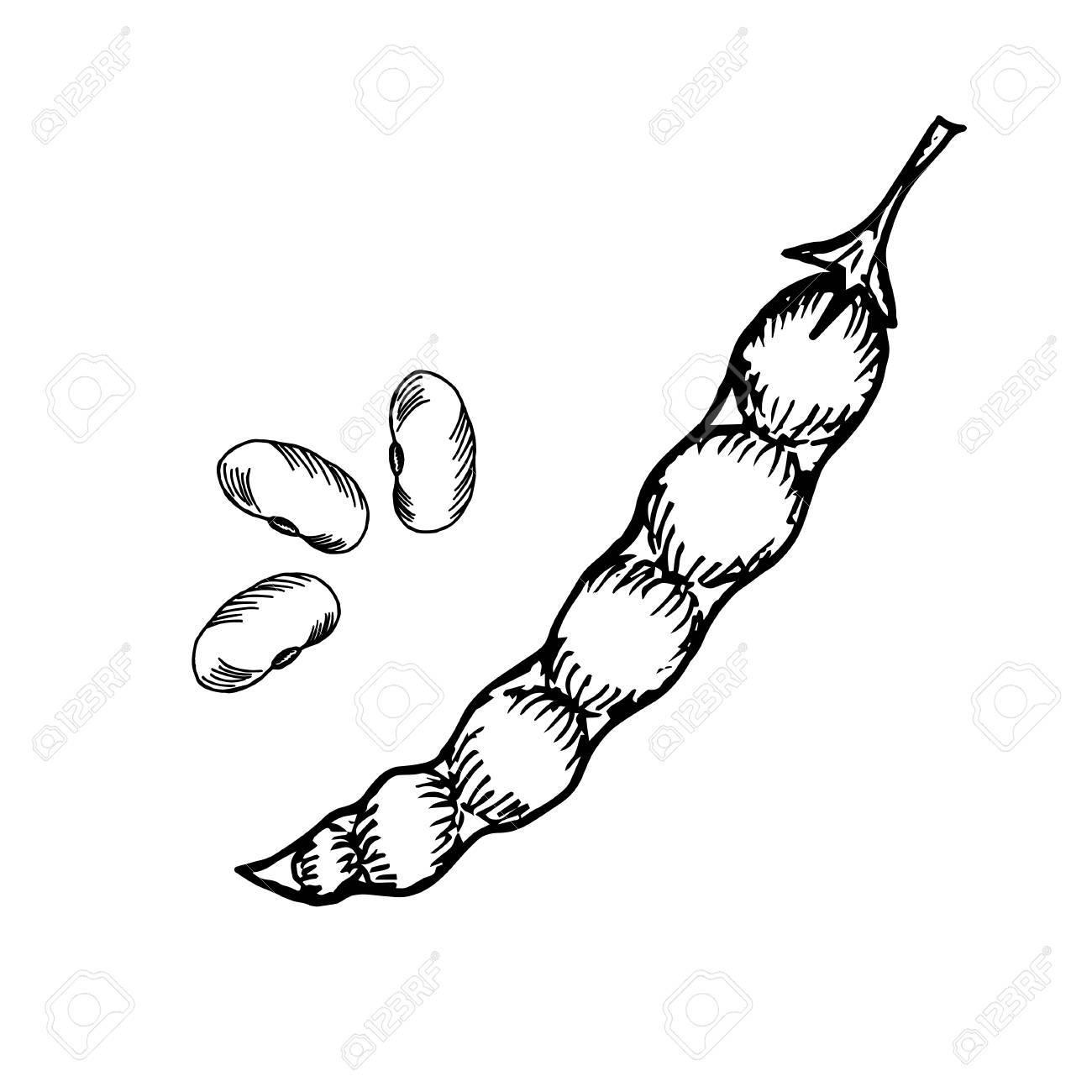 String Beans Drawing at GetDrawings Free download