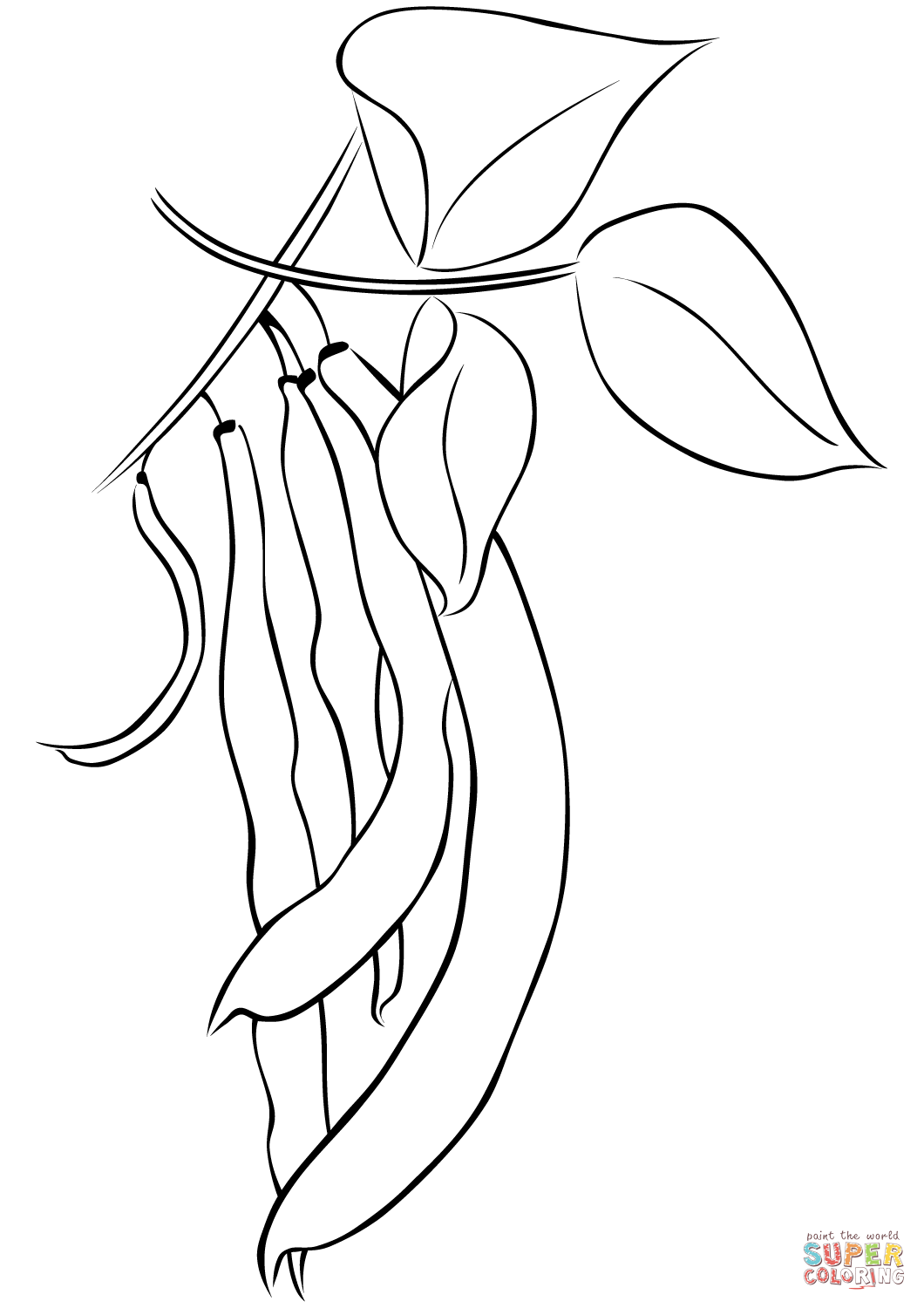 String Beans Drawing at GetDrawings Free download