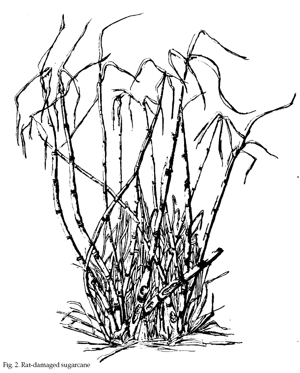 Sugar Cane Coloring Coloring Pages