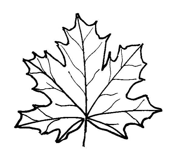 Sugar Maple Leaf Drawing at GetDrawings Free download