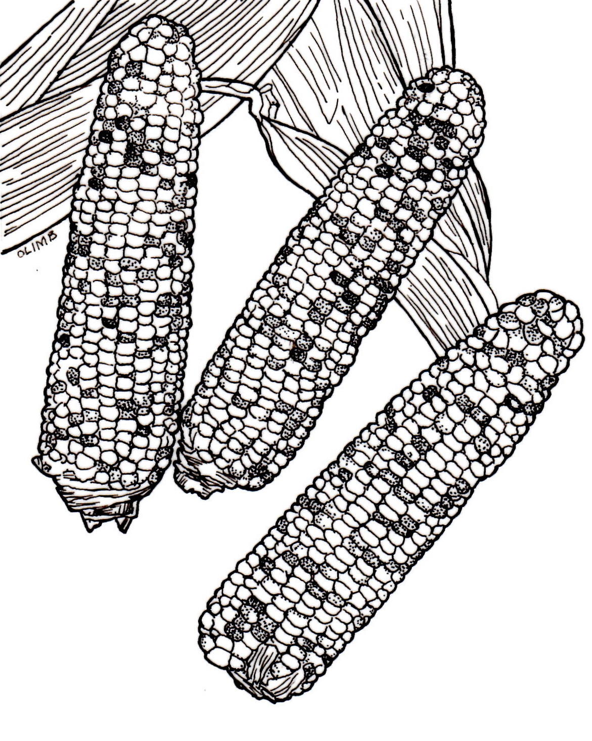 Sweet Corn Drawing at GetDrawings Free download