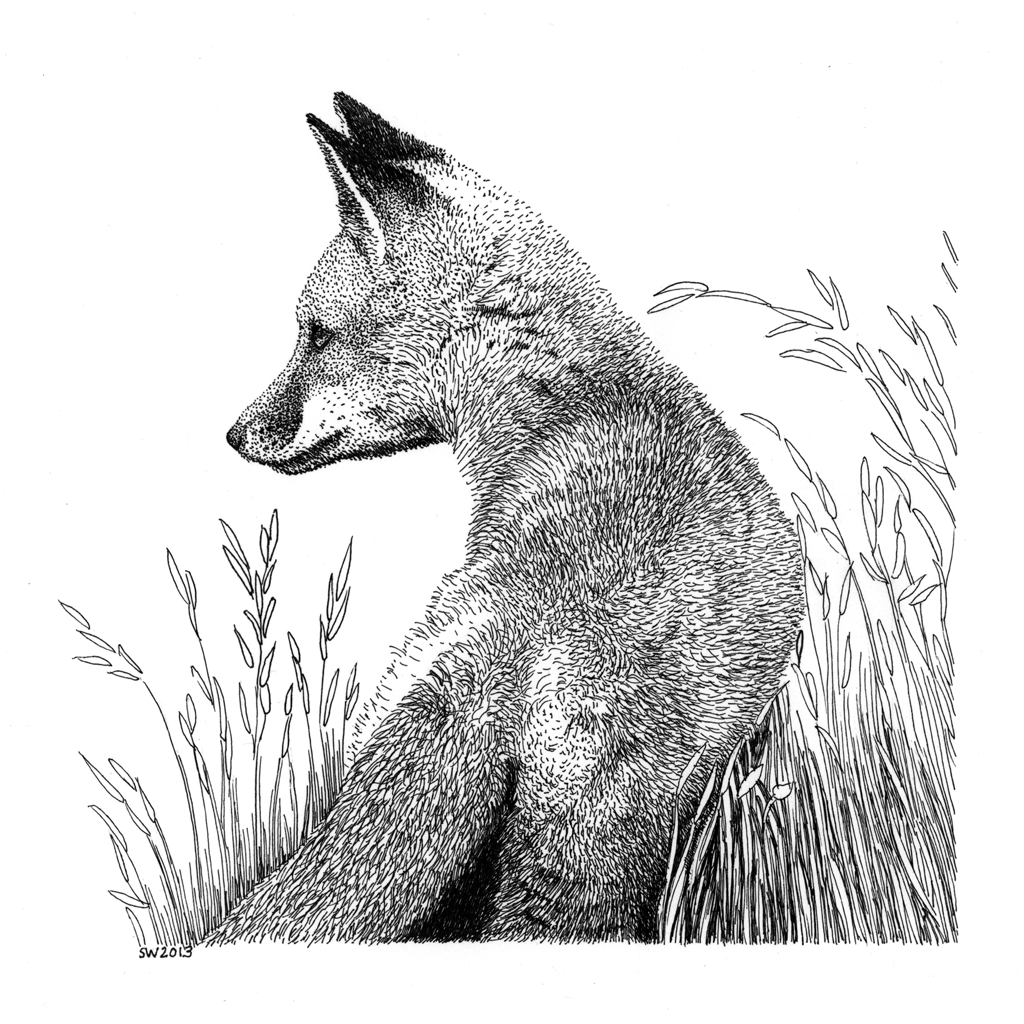 Free FOX Coloring Pages for Download (Printable PDF) VerbNow