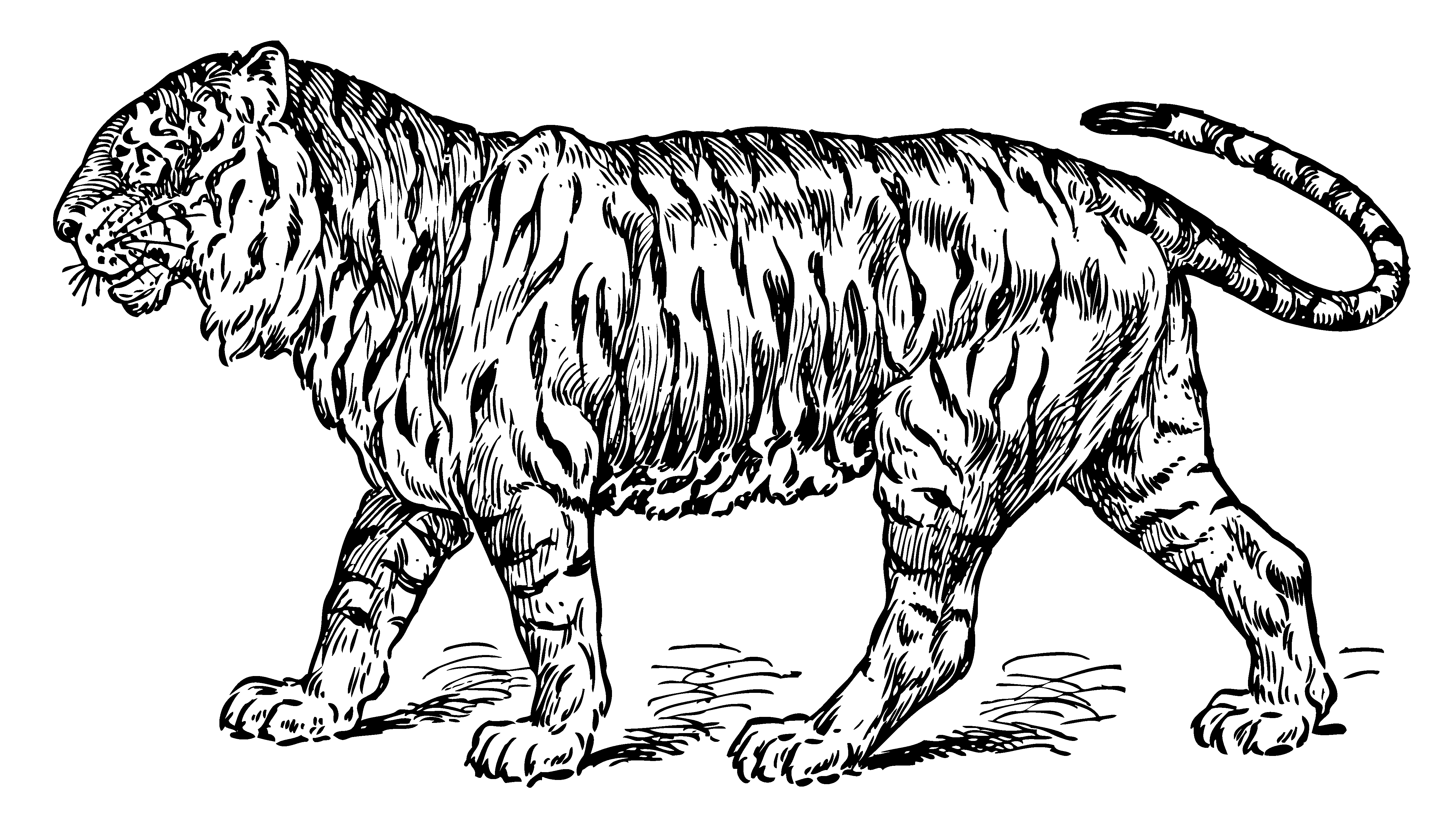 Tiger Line Drawing at GetDrawings Free download