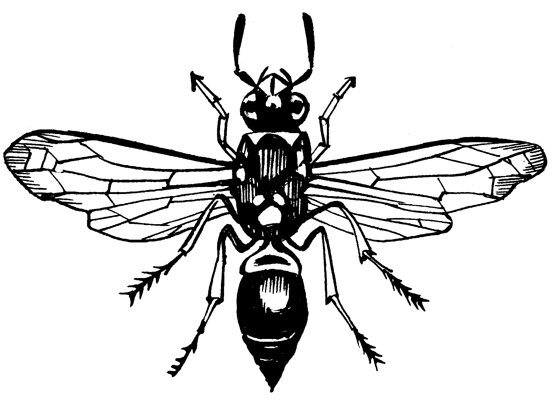 Wasp Drawing at GetDrawings Free download