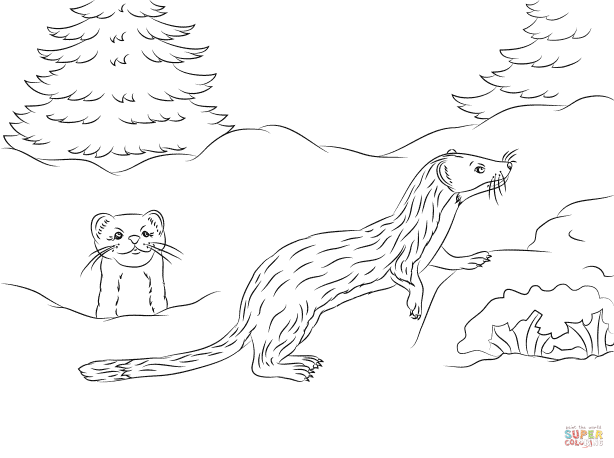 Weasel Is Standing Coloring Page Download and Print for Free!