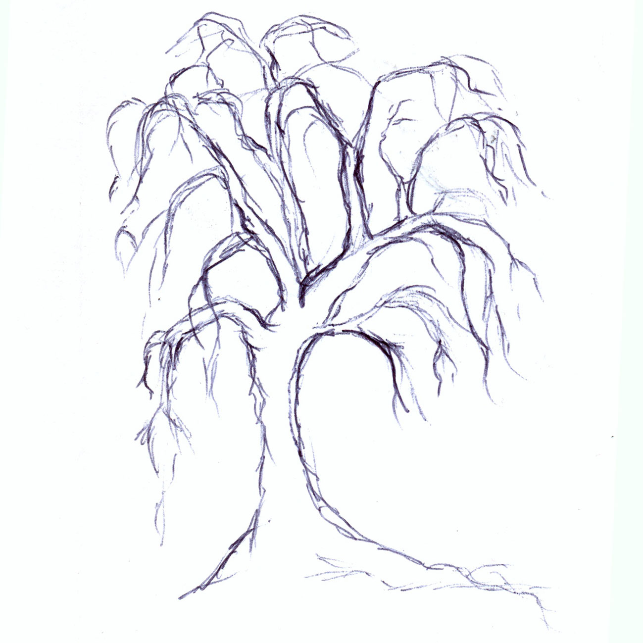 Weeping Willow Tree Drawing at GetDrawings Free download