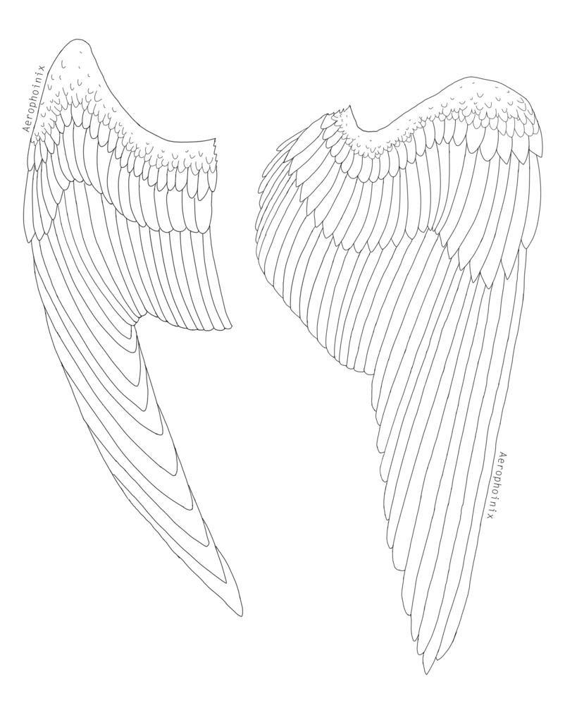 Wings Line Drawing at GetDrawings Free download
