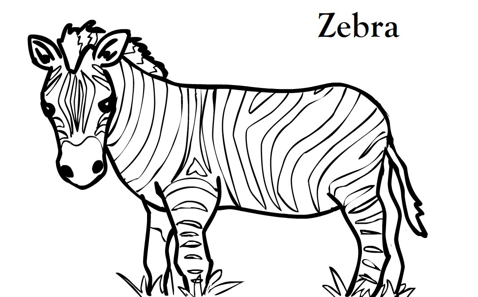 Zebra Line Drawing at GetDrawings Free download