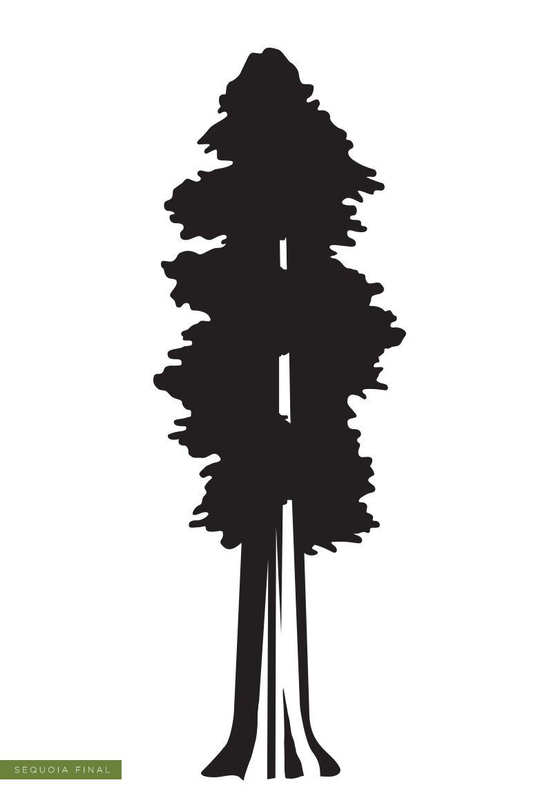 Sequoia Silhouette at GetDrawings Free download