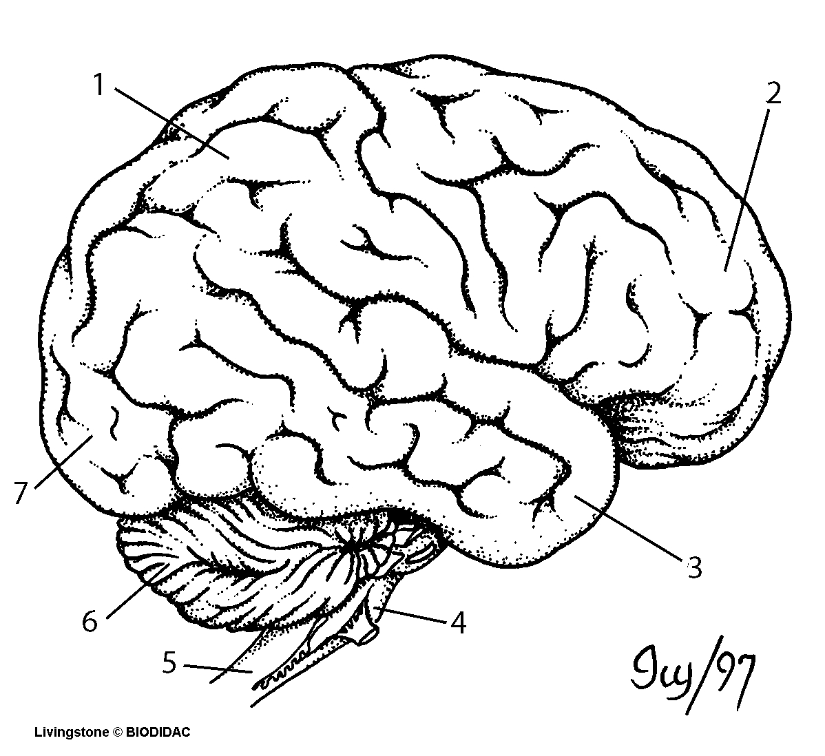 Brain Drawing With Labels at GetDrawings Free download
