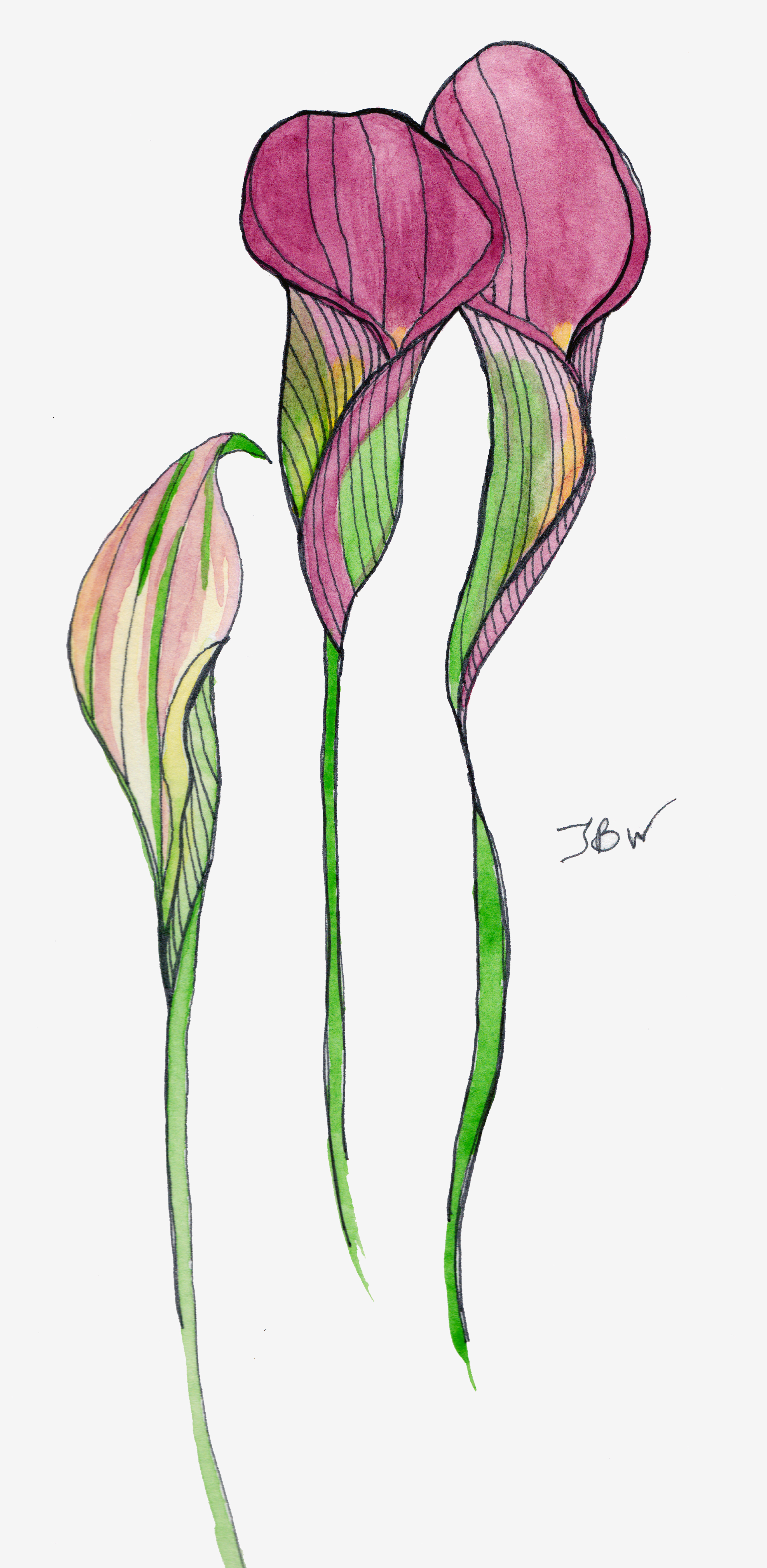 Calla Lily Drawing Pattern at GetDrawings Free download