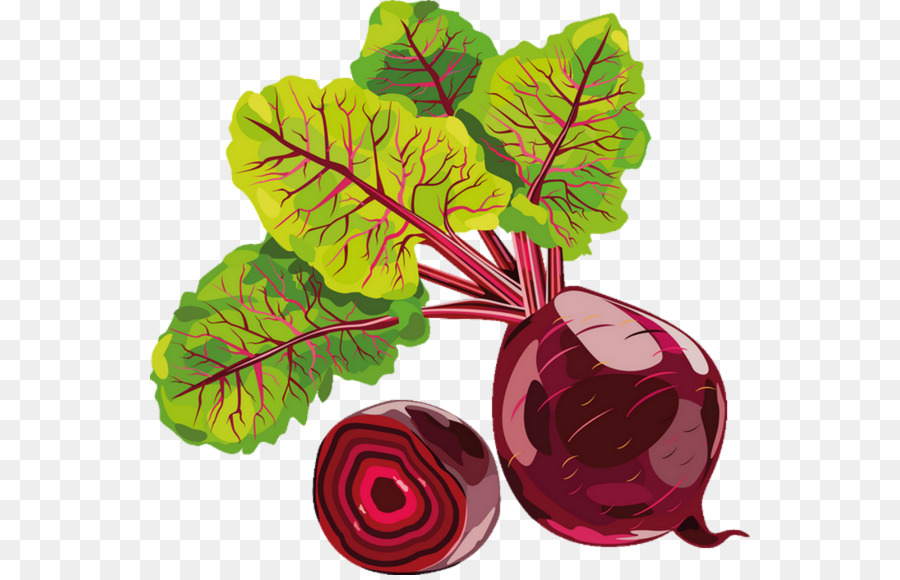 The best free Beetroot drawing images. Download from 11 free drawings