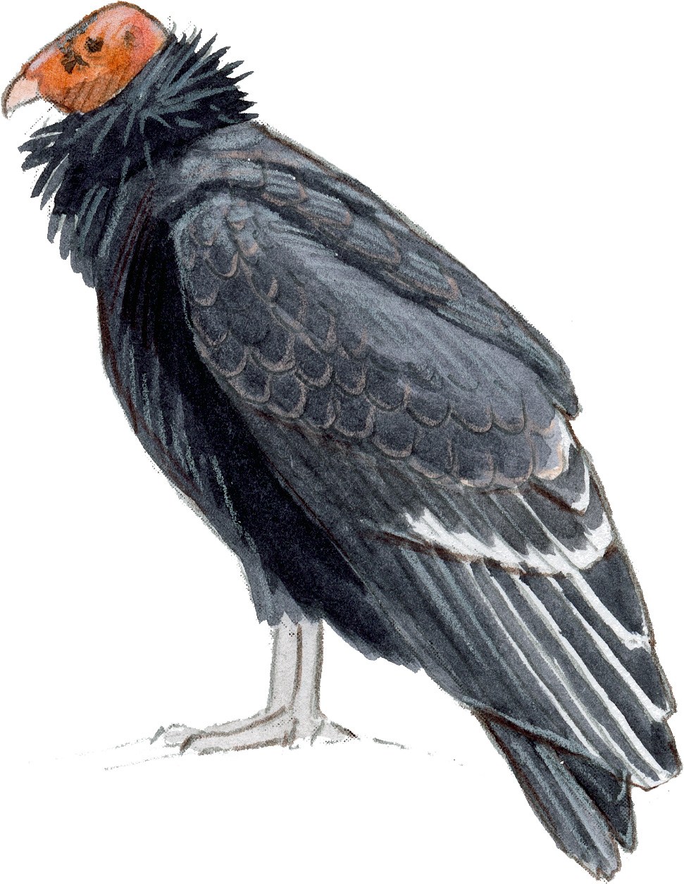 Condor Drawing at GetDrawings Free download