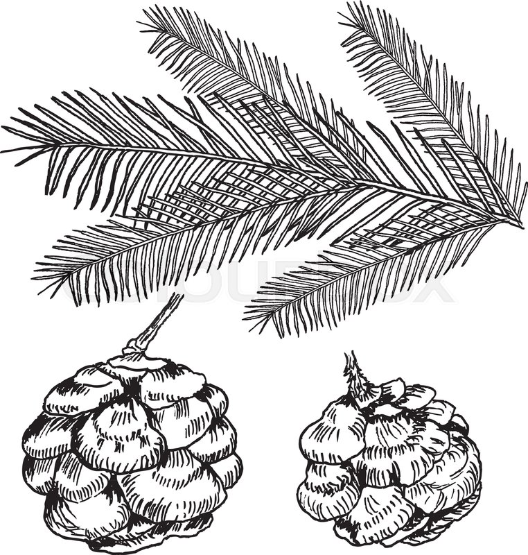 Conifer Drawing at GetDrawings Free download