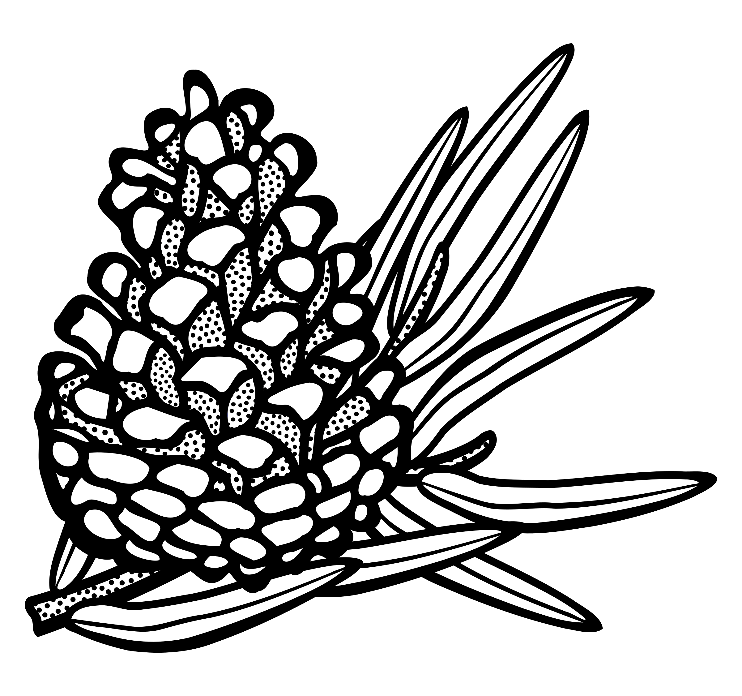 Conifer Drawing at GetDrawings Free download