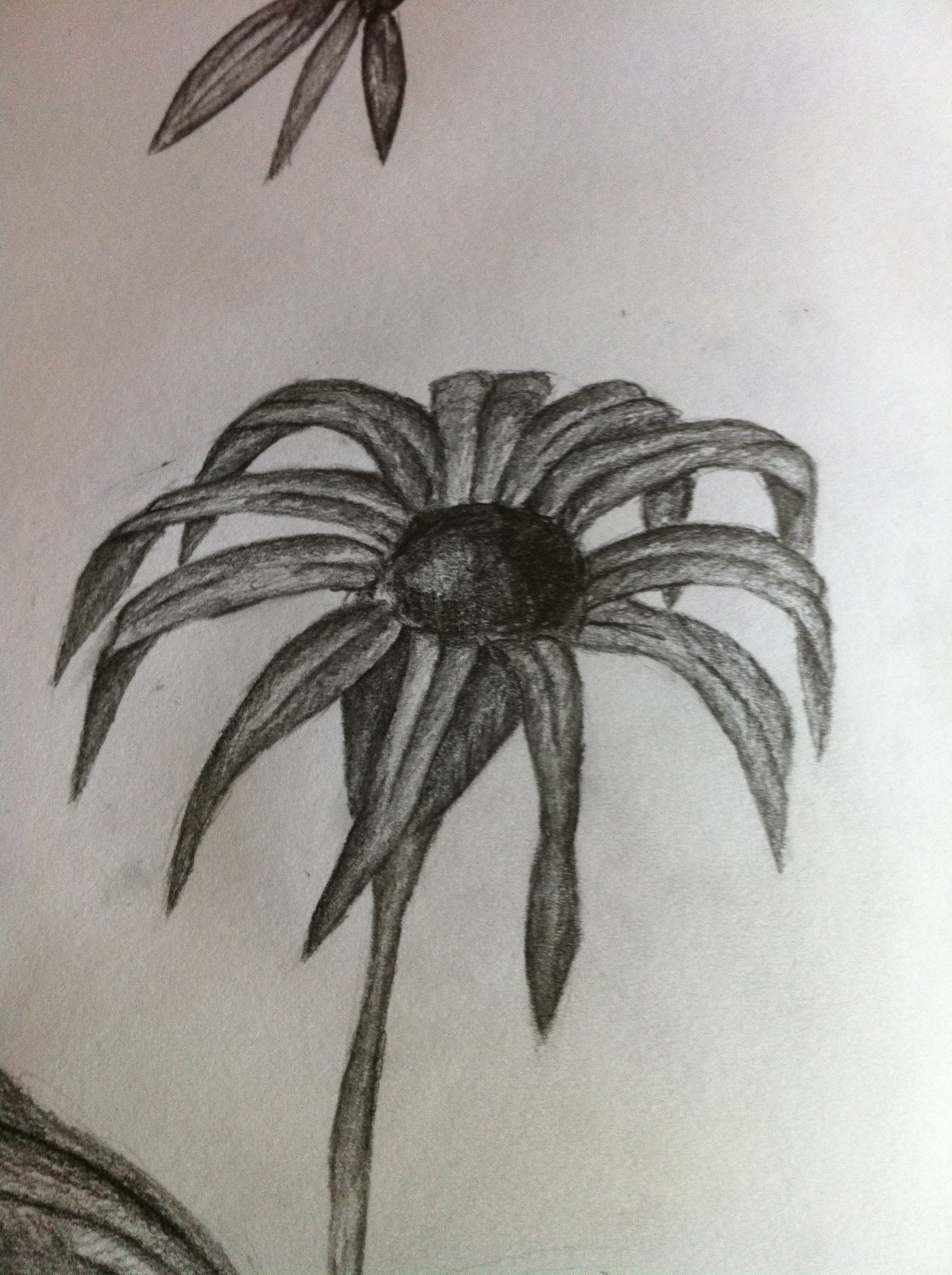 Dying Flower Drawing at GetDrawings Free download