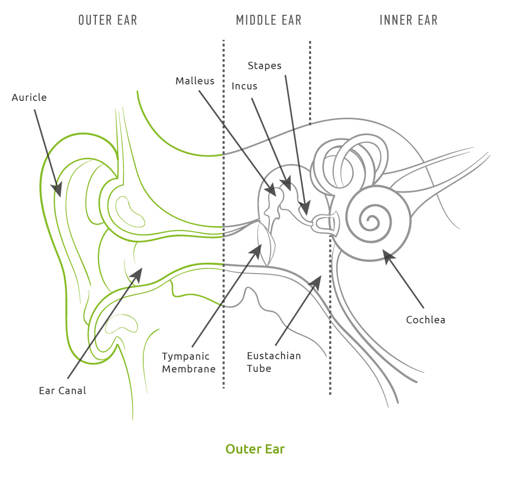 Eardrum Drawing at GetDrawings Free download